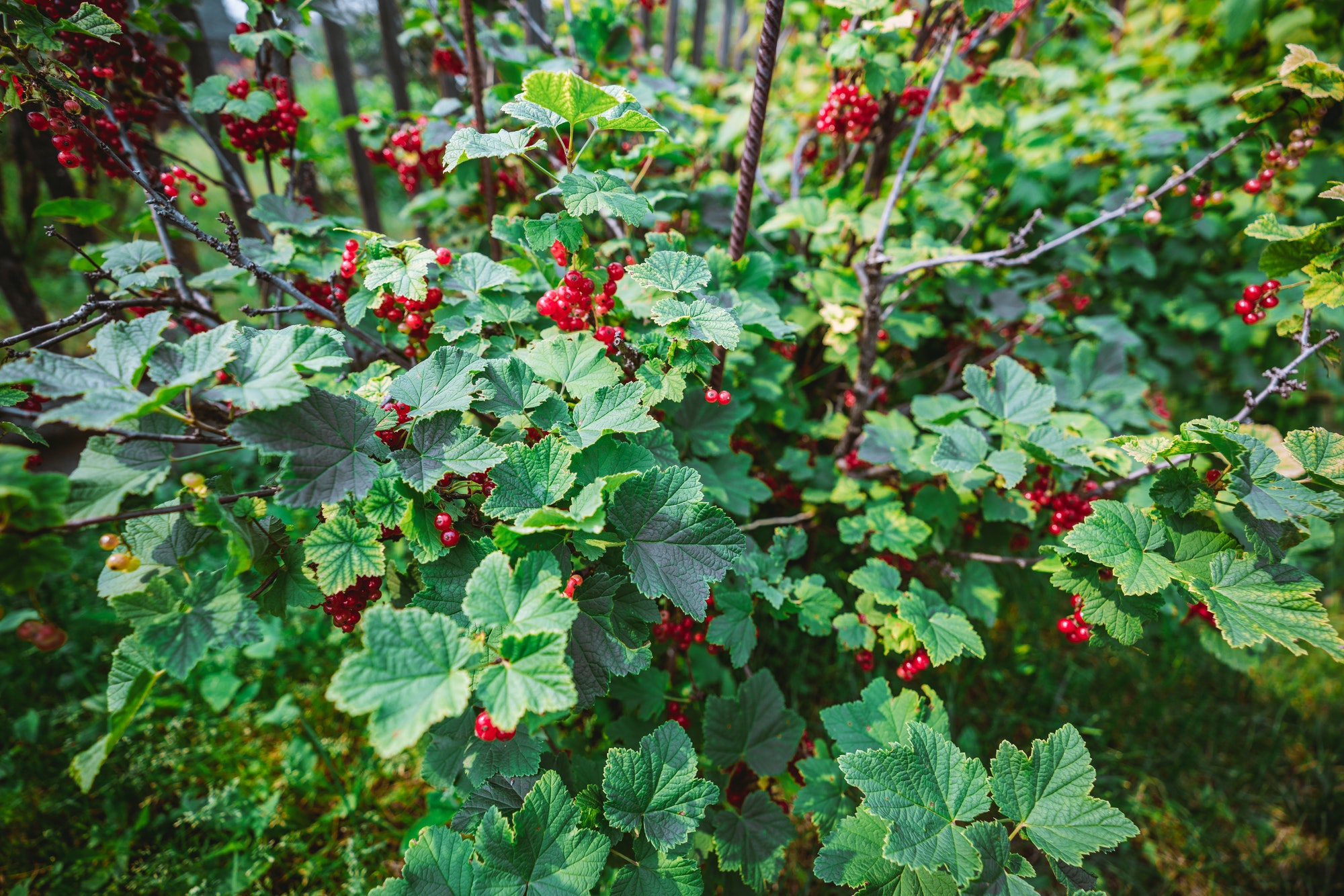 De beste planten om online te verkopen – Heesters