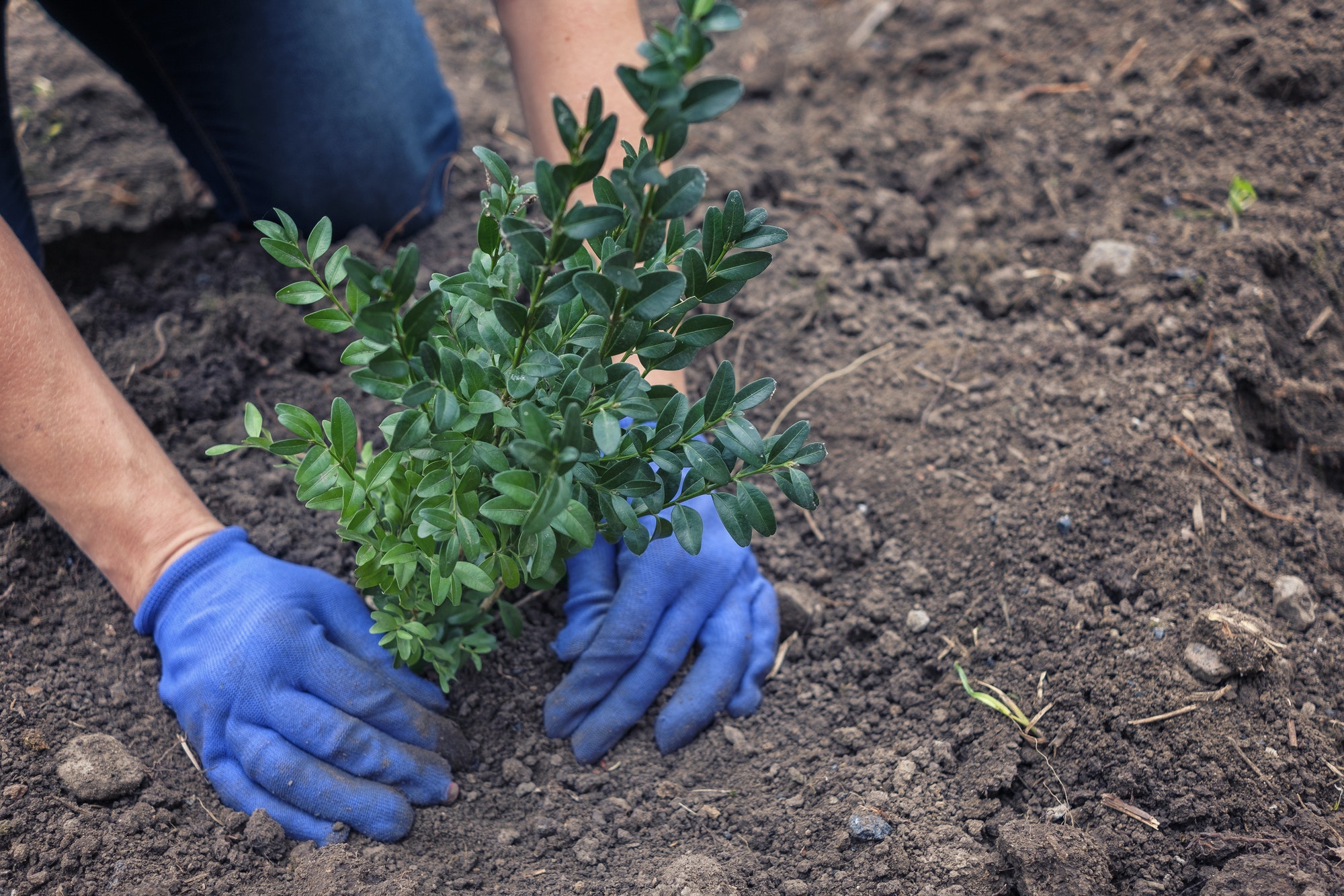 De schoonheid van een eigen tuin: Een gids voor het plannen en planten in de tuin