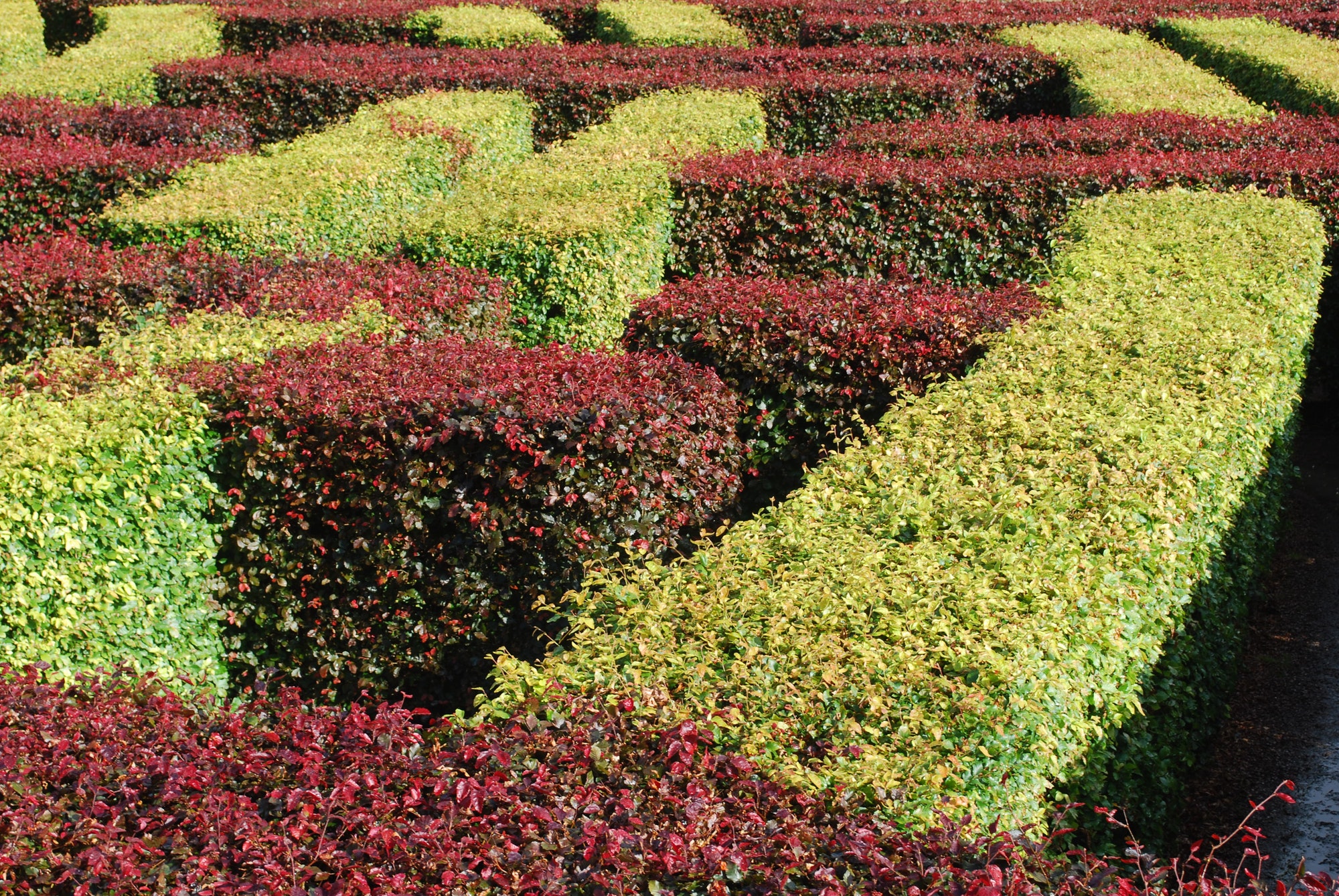 Heggen en bomen kiezen voor uw tuin