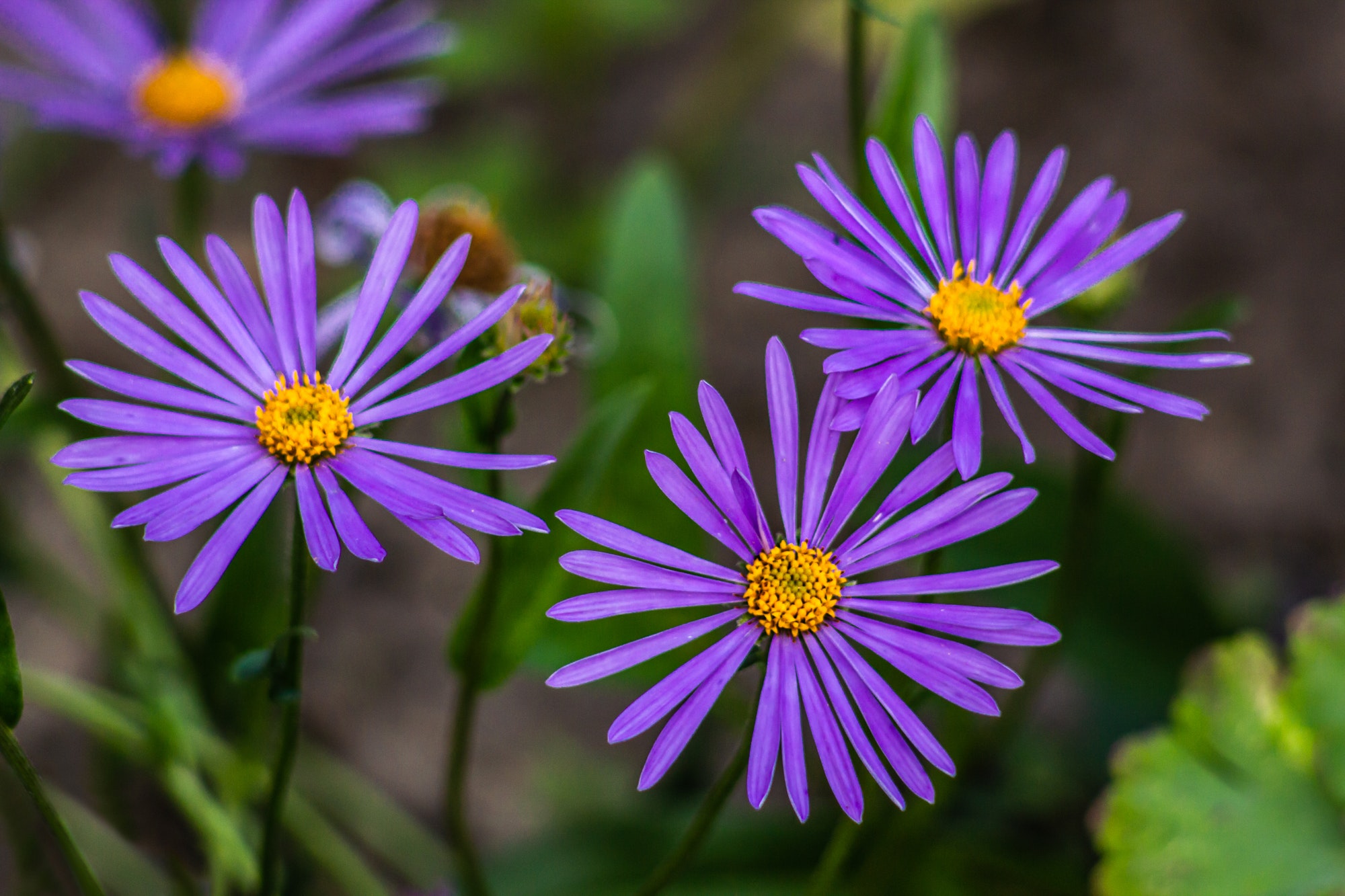 Ideeën voor vaste planten en meerjarige tuincentra