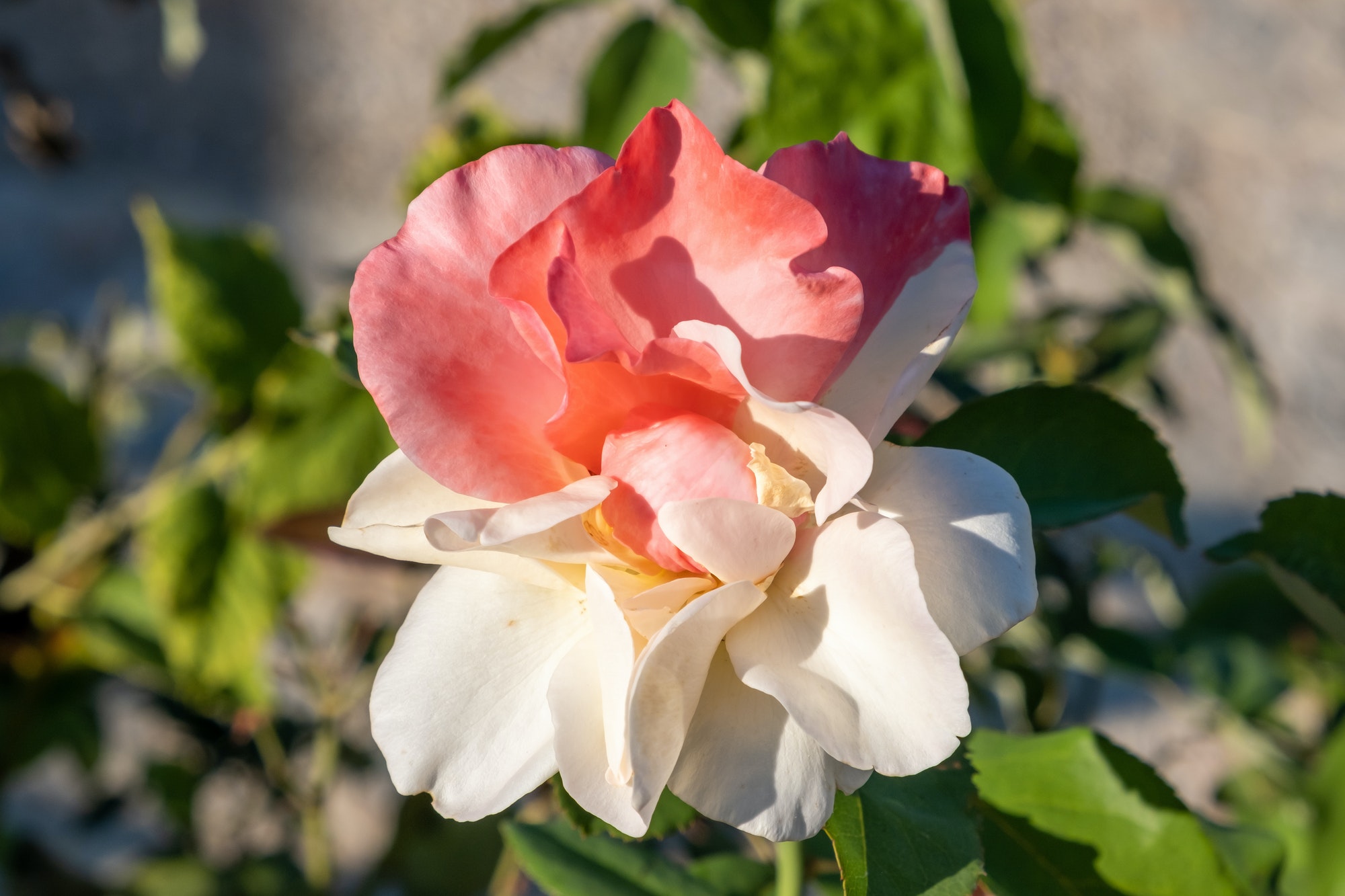 Rose multicolored perennial flowering plant. Blur background.