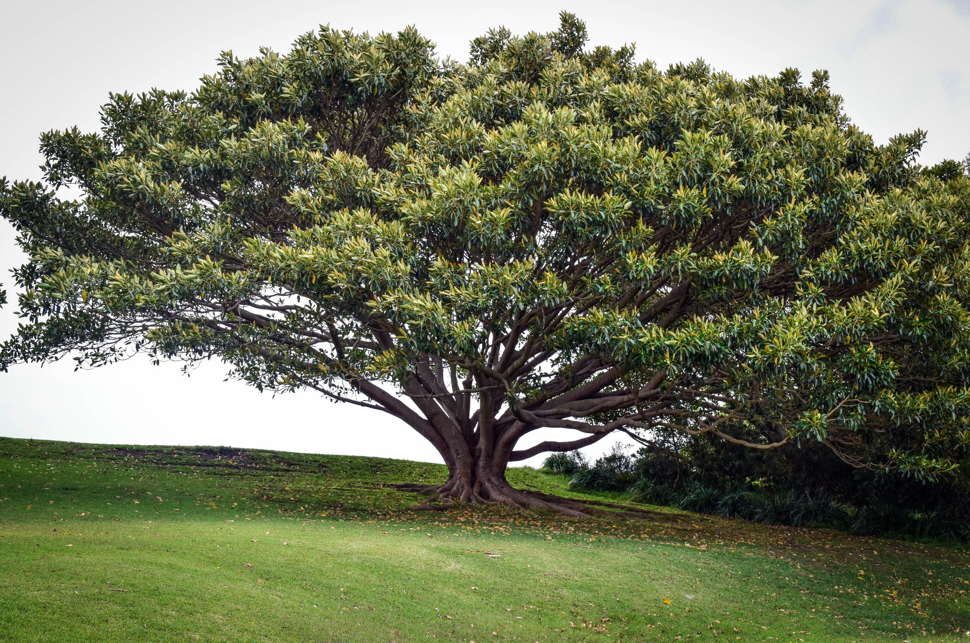 Tuincentrumideeën – Hoe bomen te definiëren