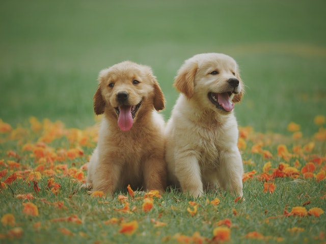 De voordelen van biologisch hondenvoer: Wat u moet weten