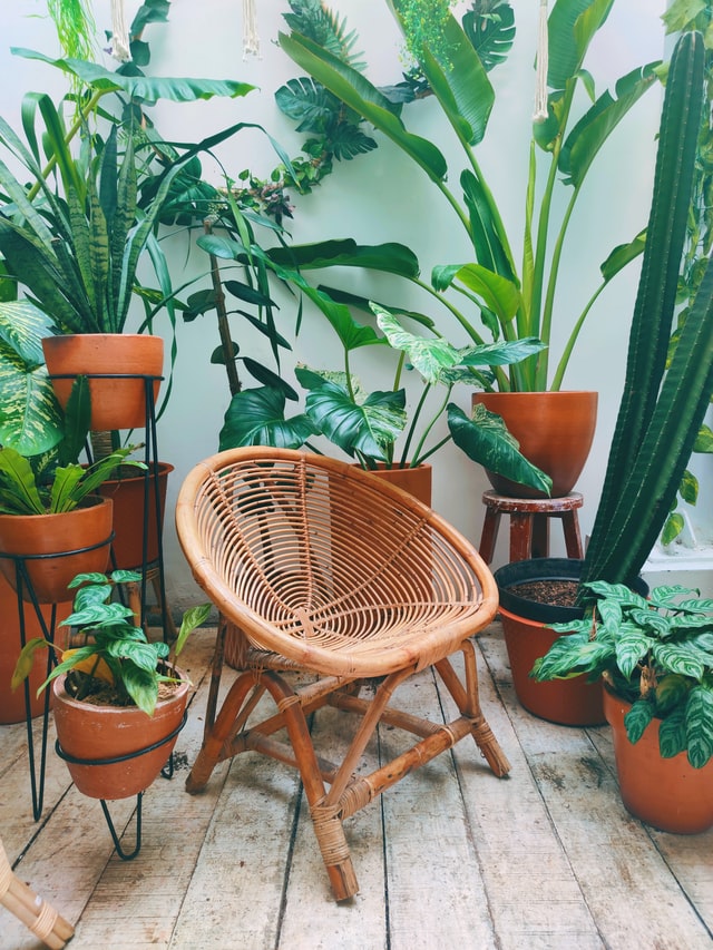 Grote kamerplanten en kunstplanten: een perfecte combinatie voor uw interieur
