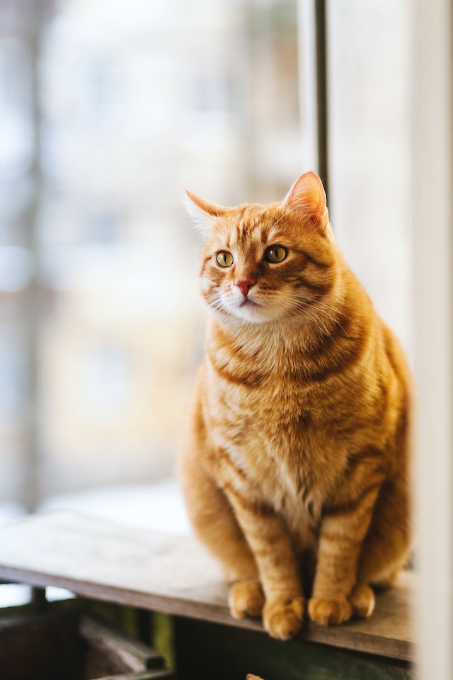 Bespaar Op Huisdierkosten met Geweldige Huisdier Koopjes en Goedkope Kattenvoeding