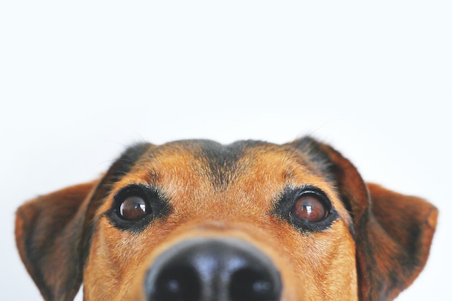 HappyOne Honden- en Kattenvoer – Het Gezonde en Gelukkige Voedsel voor Uw Huisdieren