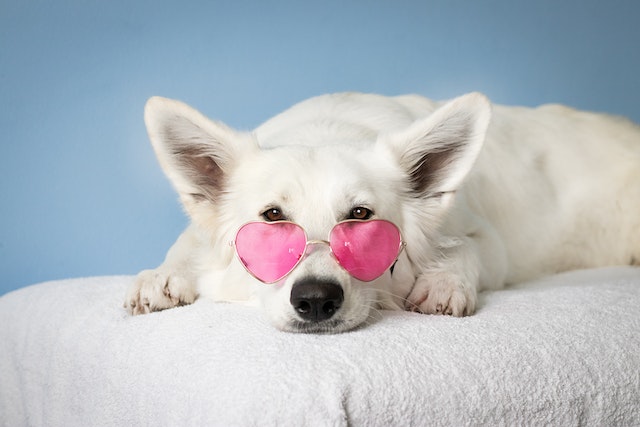 Kalmeringsmiddelen voor Vuurwerkangst bij Honden: Een Zorgvuldige Oplossing voor Vuurwerkangst