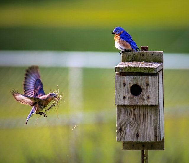 Zwitscherbox: De Magie van Vogelgezang voor Ontspanning