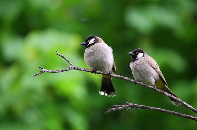 Tierra Tuinmeubelen en Zwitscherbox met Vogelgeluiden: Creëer de Perfecte Tuinbeleving