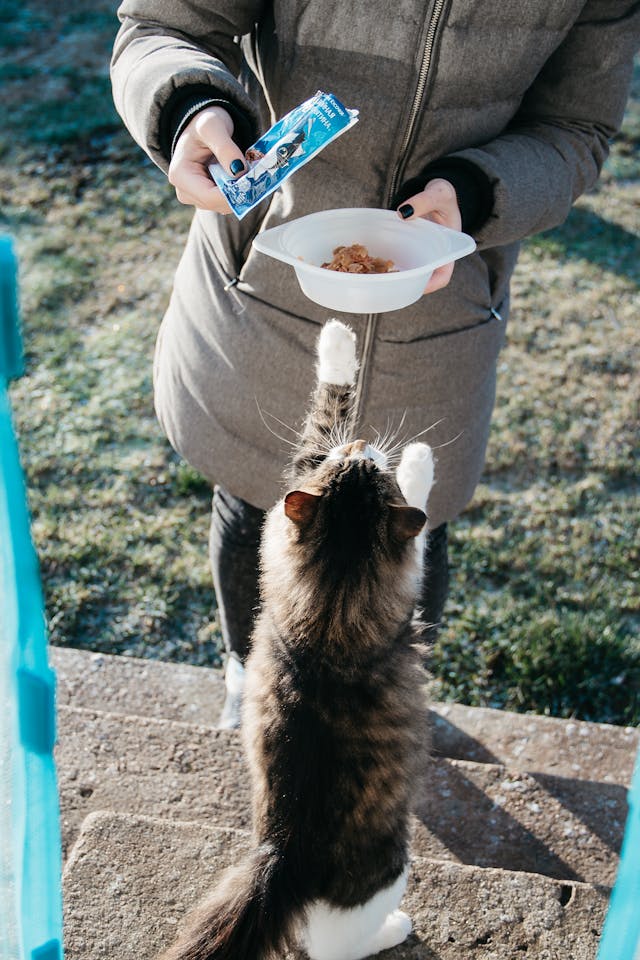 Hondenvoer en Huisdierenvoeding: De Basis van een Gezond Dierenleven