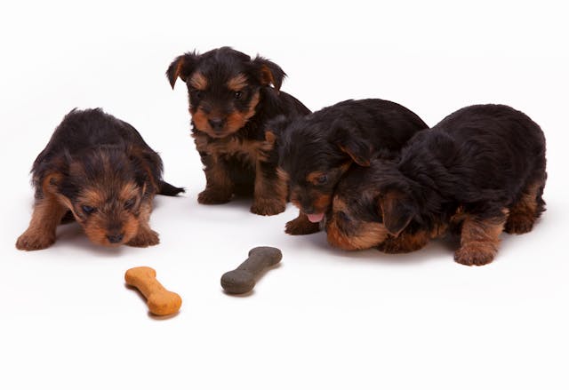Ontwormen van de Hond en Royal Canin Kattenvoer: Basis voor Gezonde Huisdieren