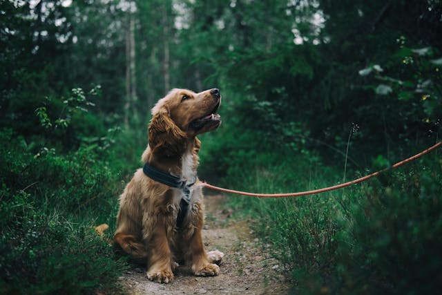 Ontwormen van de Hond en Royal Canin Kattenvoer: Basiszorg voor Gezonde Huisdieren