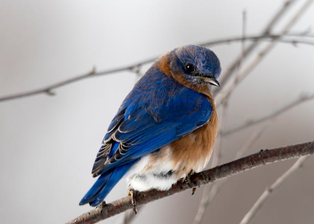 Mica Decorations en Vogelgeluiden Huisjes: Stijl en Beleving in Huis en Tuin
