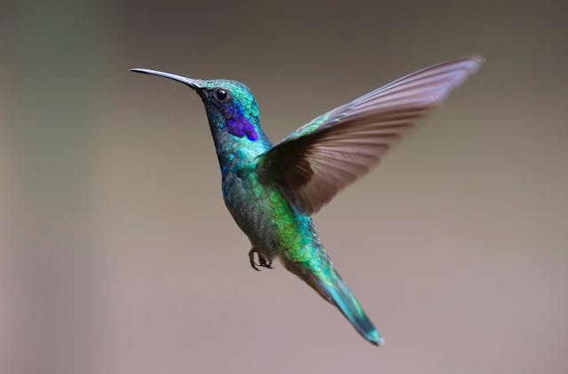 Mica Decorations en Vogelgeluiden Huisjes: Sfeer en Natuur voor Binnen en Buiten